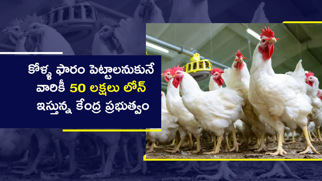 How to Apply NLM Poultry Loan Online